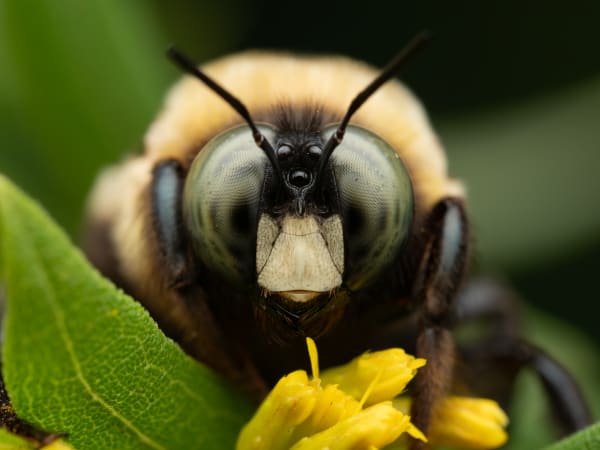 Carpenter Bee Portrait