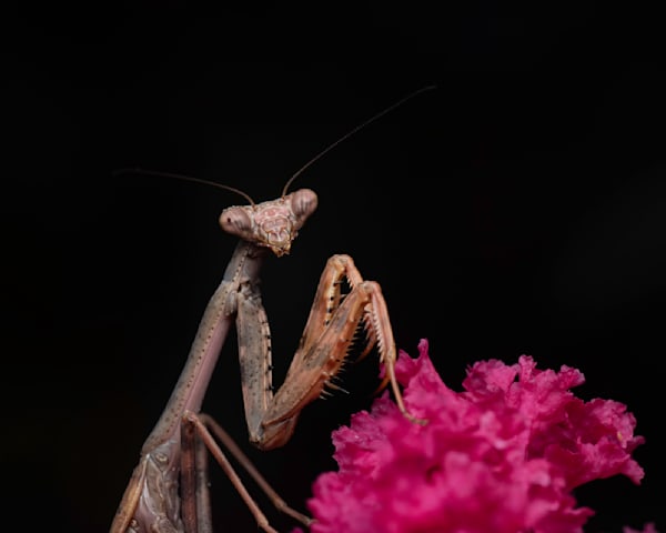 Carolina Mantis .jpeg