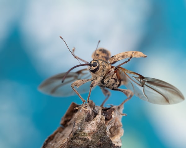 Acorn Weevil. Wind beneath my wings.