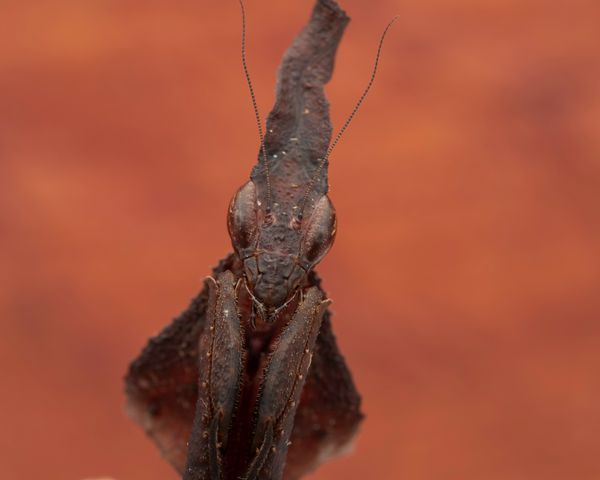 Mantis
