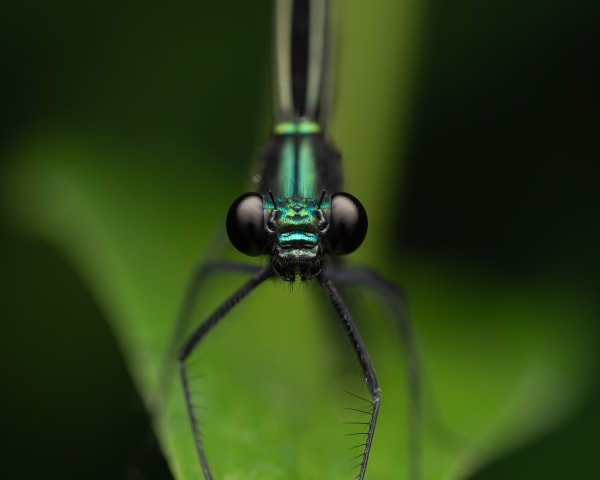 EBONY JEWELWING DAMSELFLY