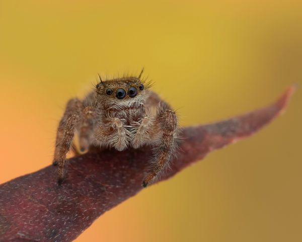 Jumping Spiders