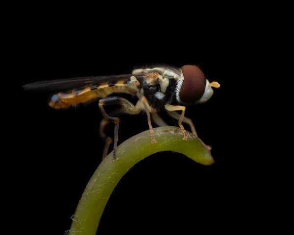 Hover Fly