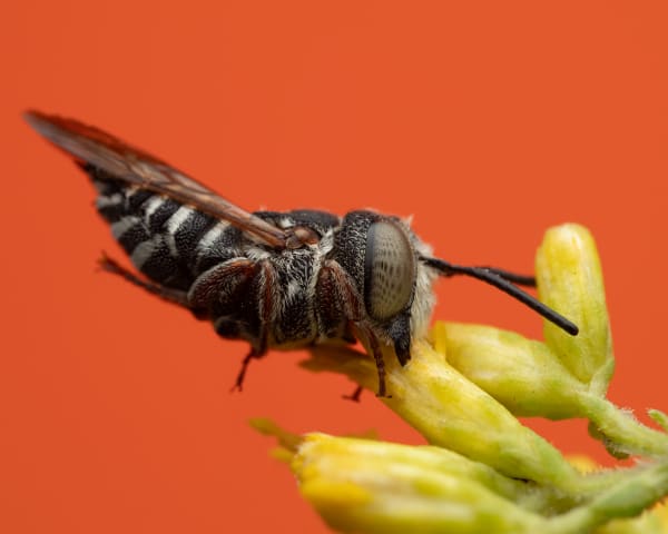 Nomad Bee Sleeping