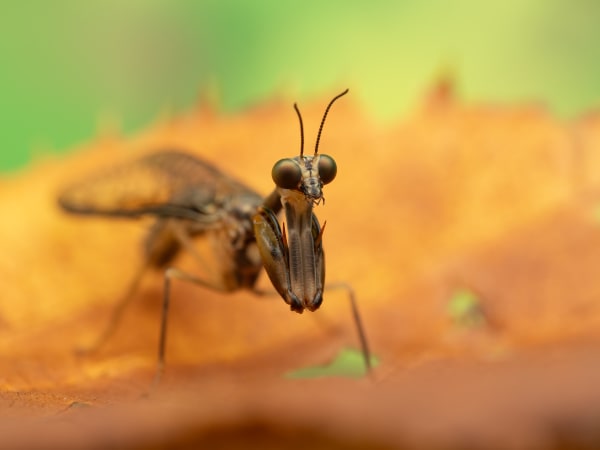 Mantis Fly