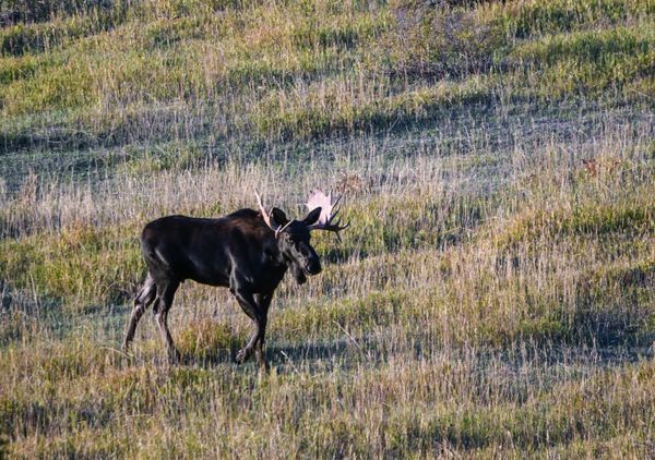 Wildlife