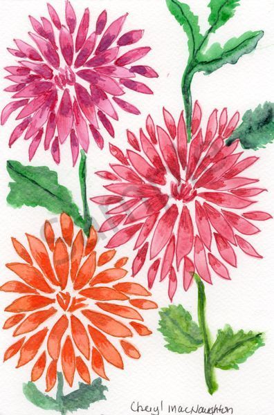 Coral & Rose Dahlias