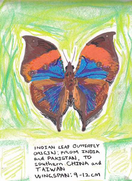 Nature Inspired Drawings