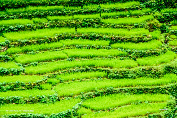Green Waves of the Himalayas