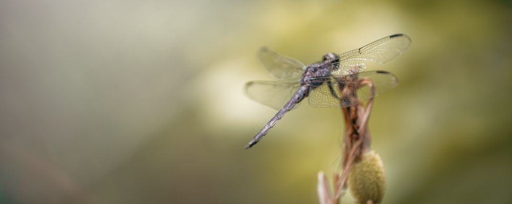 
        <div class='title'>
          Copy of Untitled Design (2)
        </div>
       