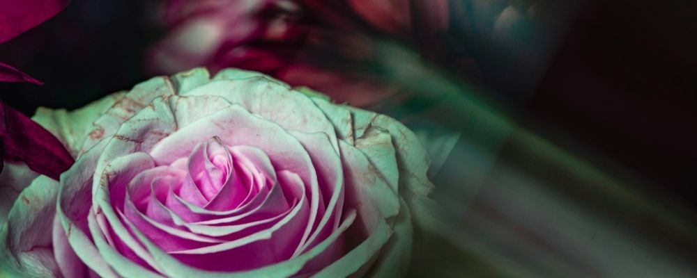 
        <div class='title'>
          Copy of Untitled Design (1)
        </div>
       