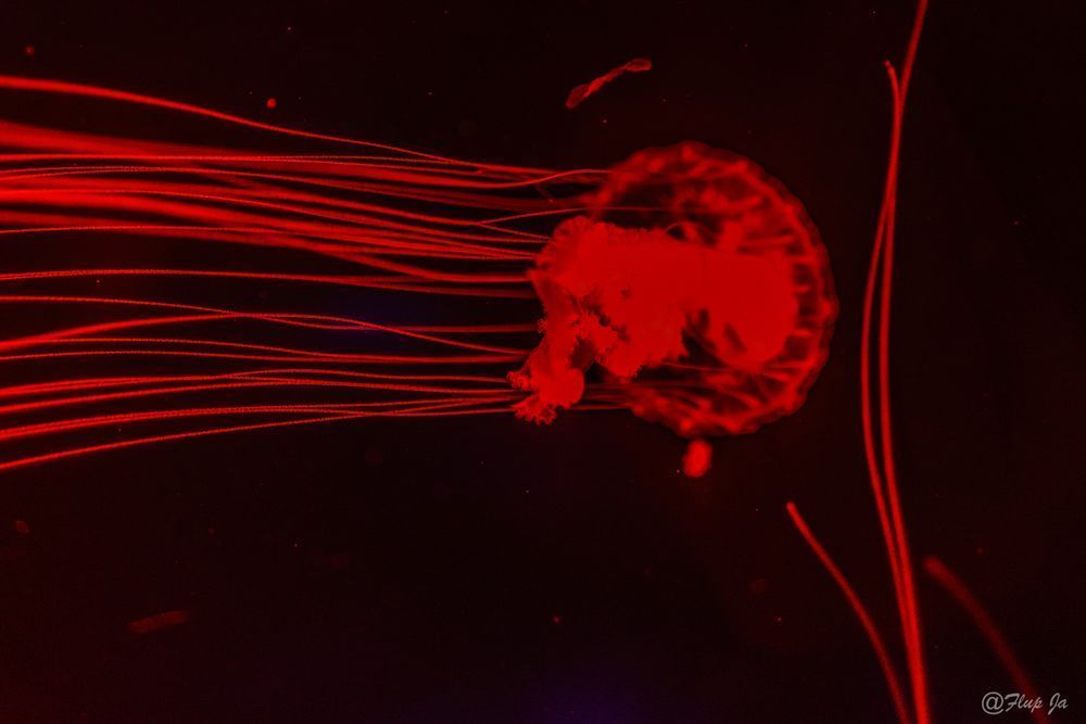 3 Red  Jellyfish Photography Art | Flup Ja