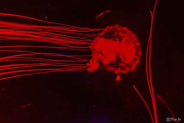 3 Red  Jellyfish Photography Art | Flup Ja