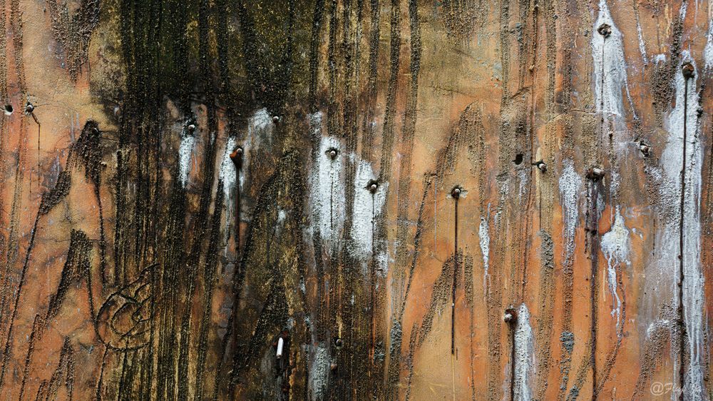 Zoo's Wall Photography Art | Flup Ja