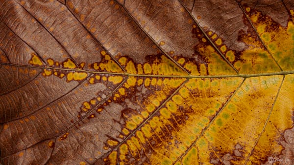 Brown Yellow Leave Photography Art | Flup Ja