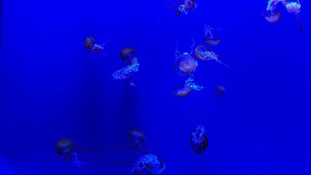 Blue Jellyfish Ambiant Photography Art | Flup Ja