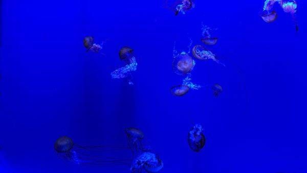 Blue Jellyfish Ambiant Photography Art | Flup Ja