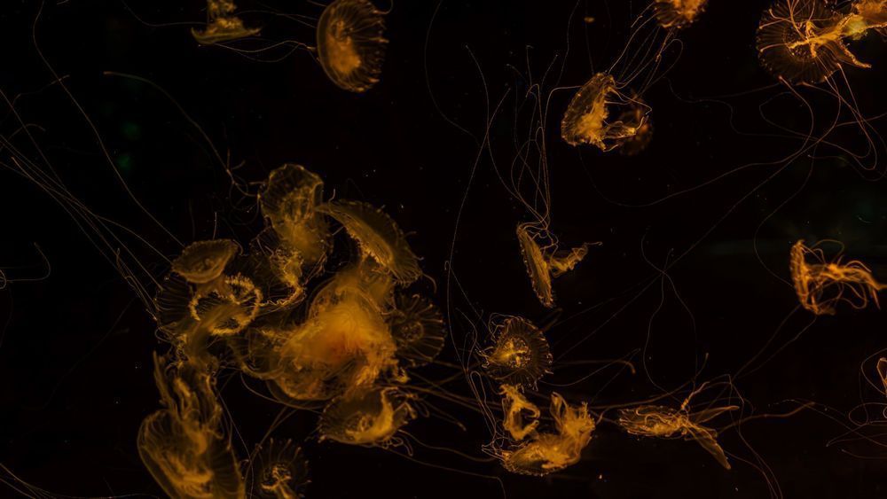 Yellow:Orange Jellyfish Dance Photography Art | Flup Ja