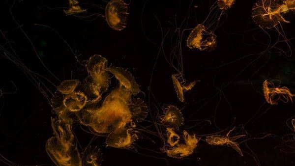 Yellow:Orange Jellyfish Dance Photography Art | Flup Ja