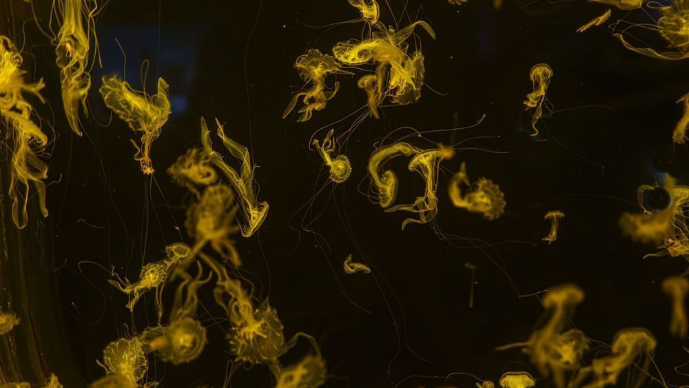 Yellow Jellyfish Dance Photography Art | Flup Ja