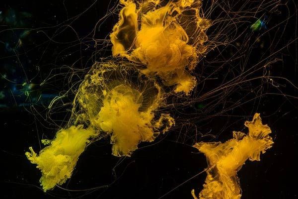 Yellowjellyfish