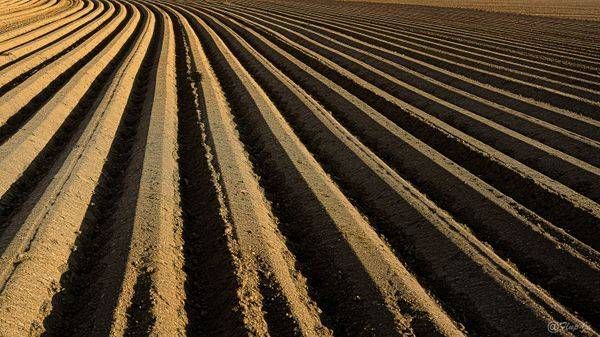 Brown Field Photography Art | Flup Ja