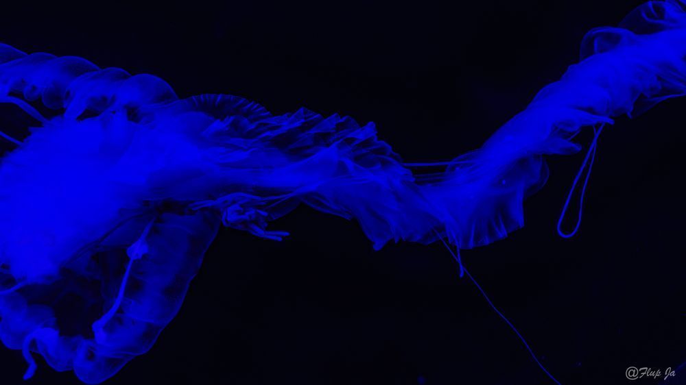 bluejellyfish