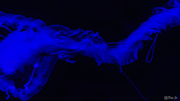 bluejellyfish
