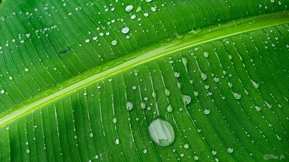 Green Leave Photography Art | Flup Ja