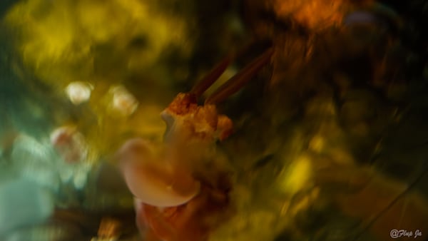 Abstract Landscape Underwater