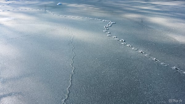 Iced Water Landscape Photography Art | Flup Ja