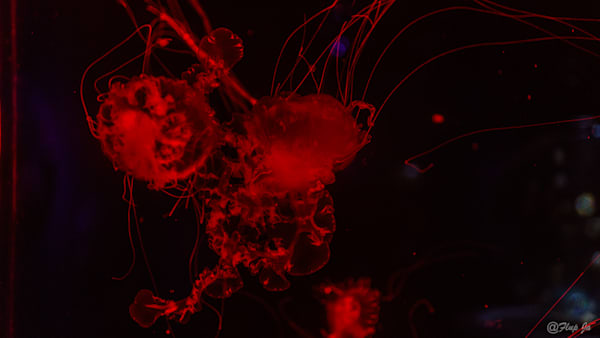 Red  Jellyfish Photography Art | Flup Ja