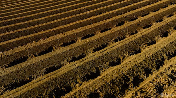 Abstract Landscape Fields