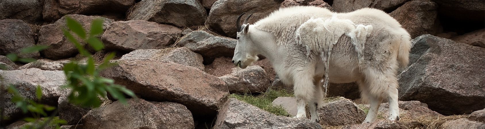 
        <div class='title'>
          CO wildlife 1004 banner
        </div>
       