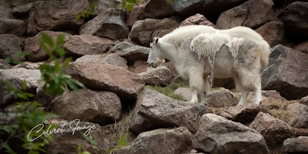 Colorado Mountain Goat