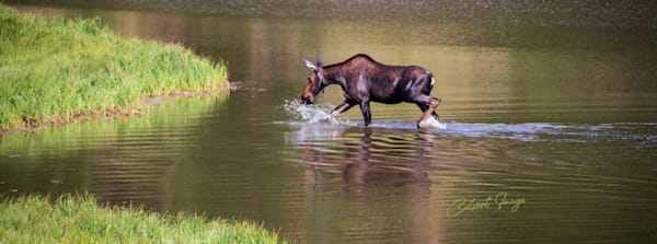 Moose Splash Photo