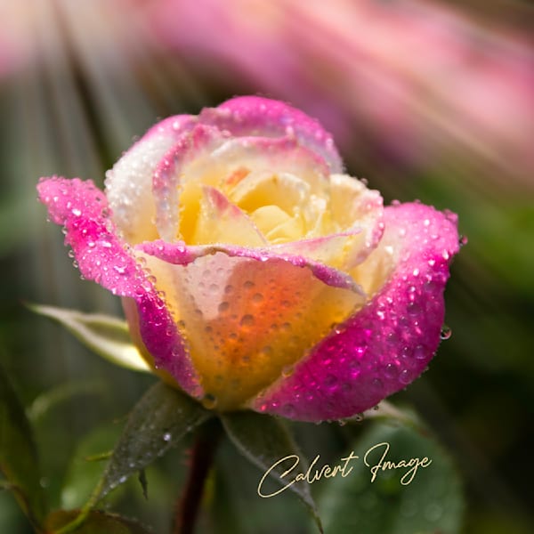 Rose Raindrops