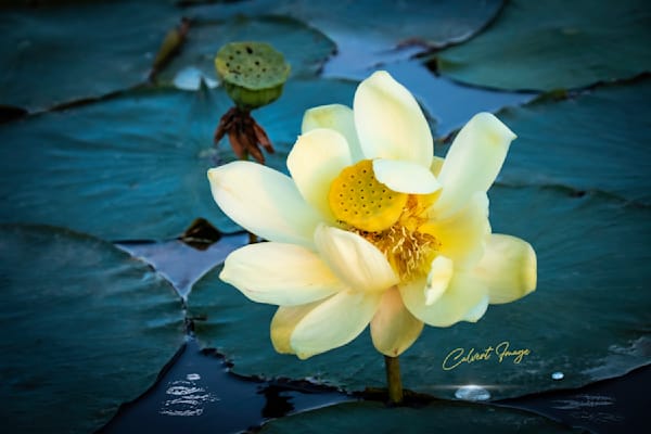 Water Lily