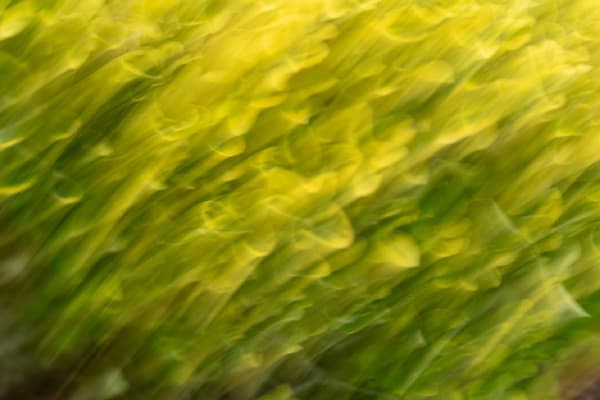 Ethereal Plant Photography Art | brubakerfineartphotography