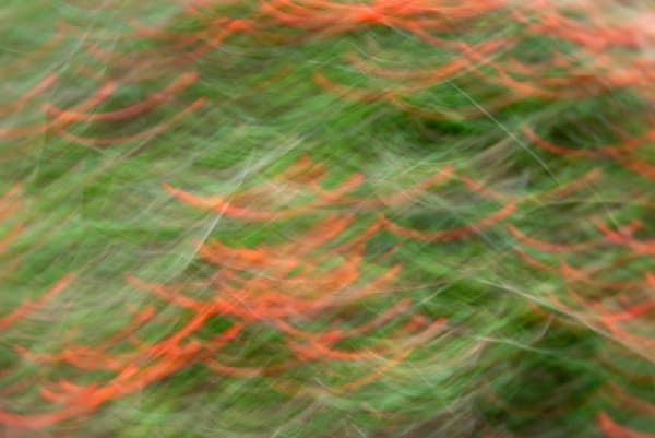 Breezy Flora Photography Art | brubakerfineartphotography