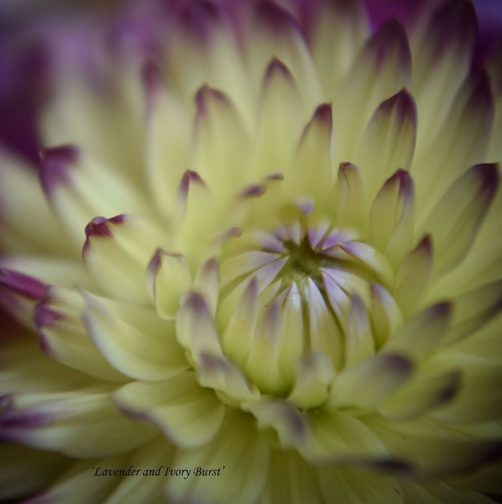 'lavender And Ivory Burst' Photography Art | brubakerfineartphotography