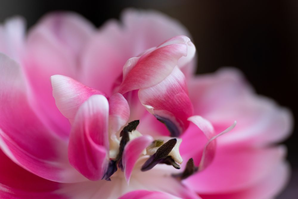 'dancing Petals' Photography Art | brubakerfineartphotography