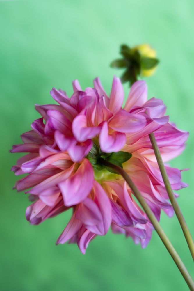 Dahlias Yellow Roses 9 29 21 2516 Photography Art | brubakerfineartphotography