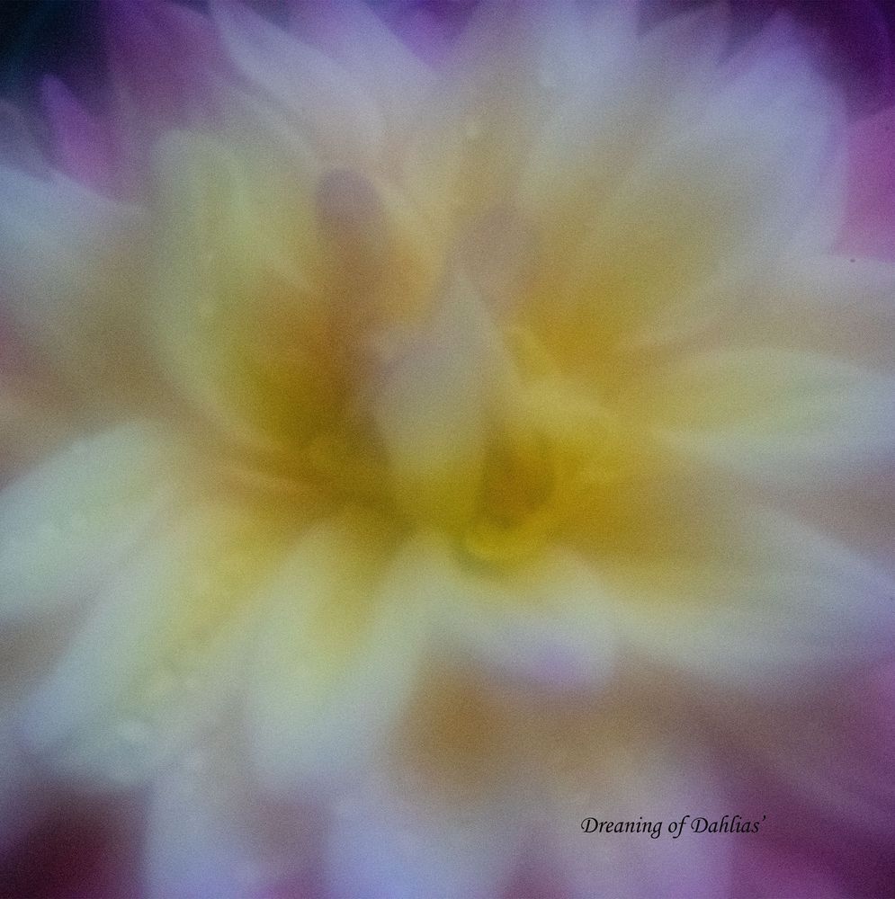 'dreaming Of Dahlias' Photography Art | brubakerfineartphotography