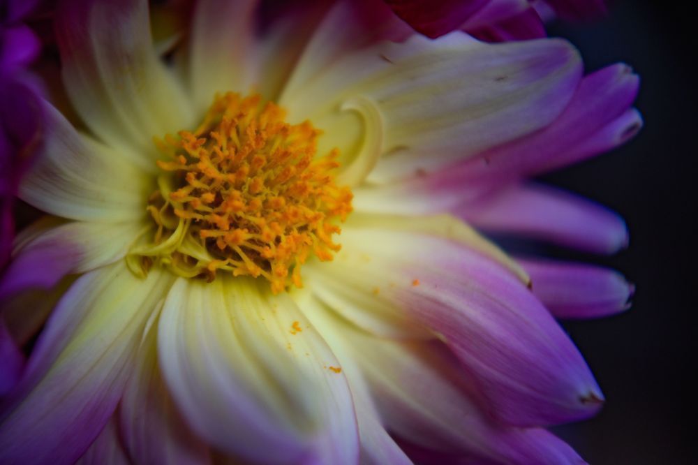 'a Honey Bee's Dream' Photography Art | brubakerfineartphotography