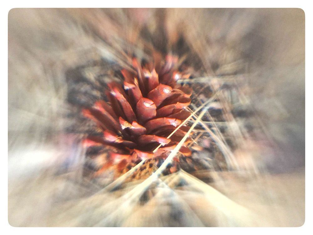 'dreamy Pine Cone' Photography Art | brubakerfineartphotography