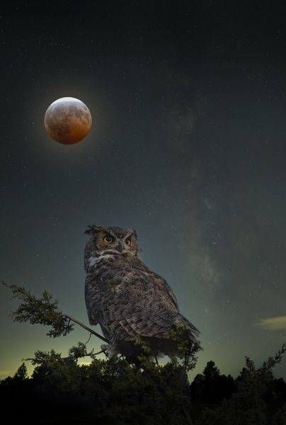 Blood Owl (print).jpg
