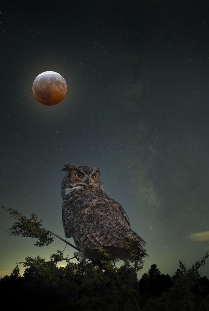 Blood Owl (print).jpg