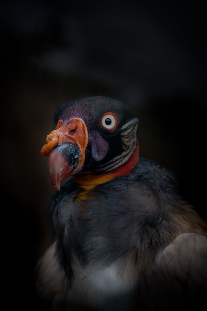 King Art | Wildeye Photography