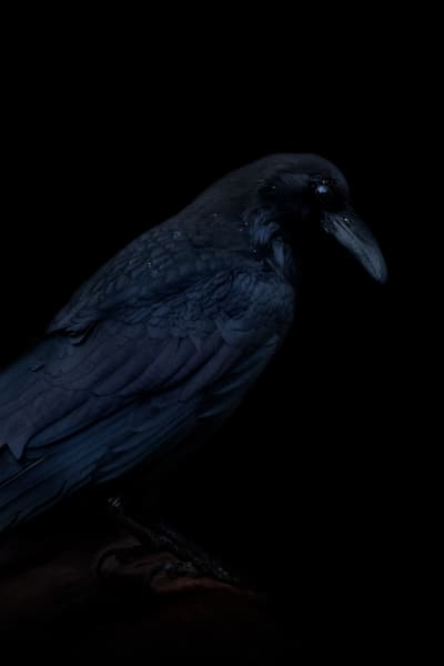 Edgar Art | Wildeye Photography